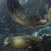lion_sea_galapagos_cou_v_0267_ecu1376.jpg